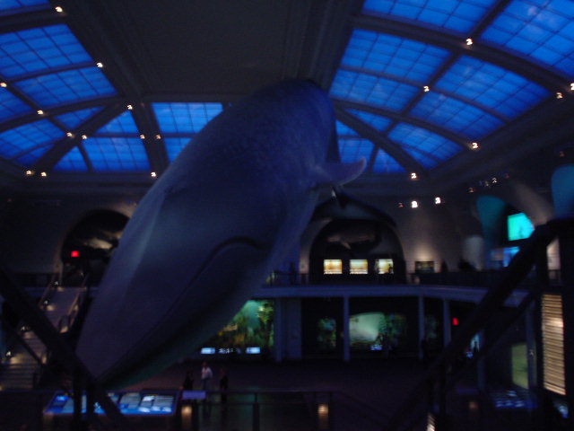 amnh.jpg